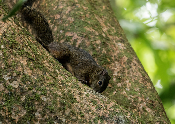 Affaro's Pygmy Squirrel