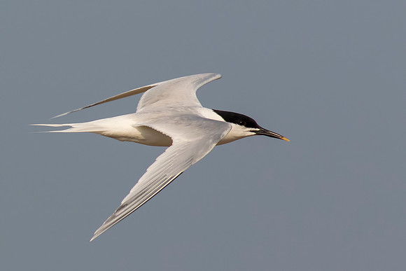 Sandwich Tern in Flight