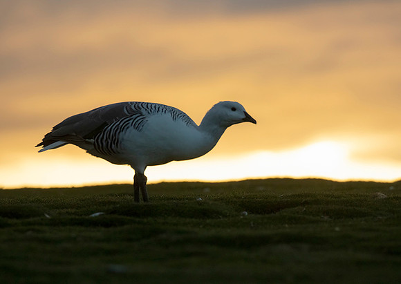 Upland Goose (Male)
