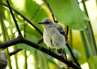 Tropical Mockingbird