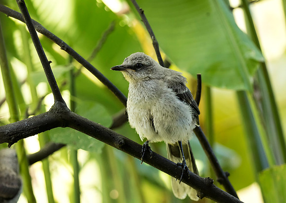 Tropical Mockingbird