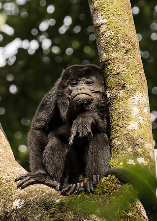 Howler Monkey