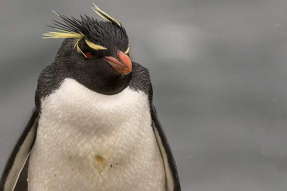 Rockhopper Penguin
