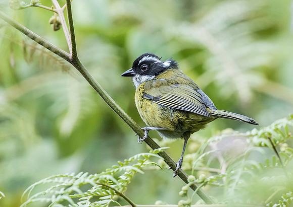 Sooty Capped Chlorospingus