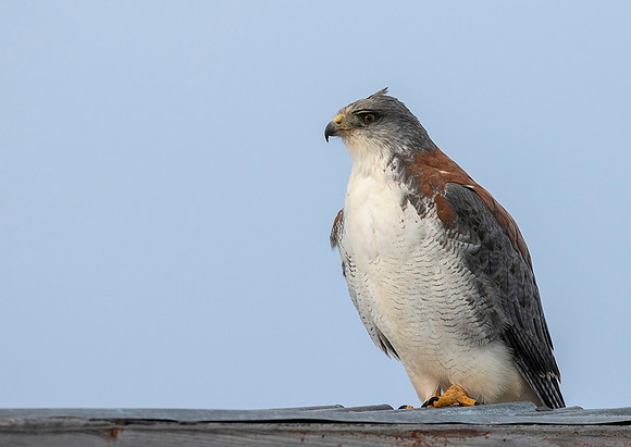 Variable Hawk