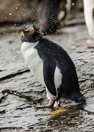 Rockhopper Penguin