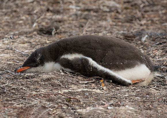 Gentoo Penguin