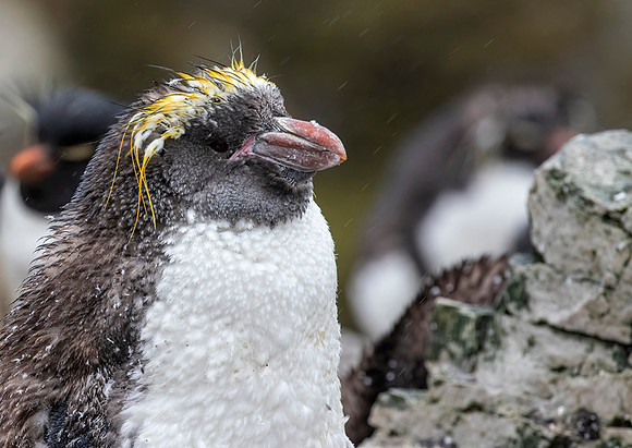 Macaroni Penguin