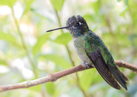 Magnificent (Talamanca) Hummingbird