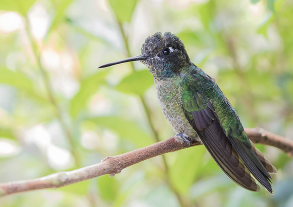 Magnificent (Talamanca) Hummingbird