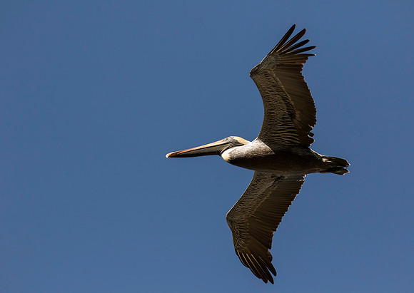 Brown Pelican