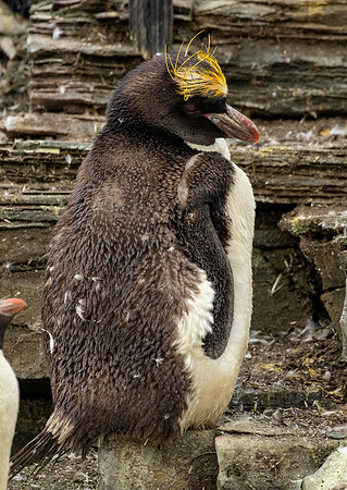 Macaroni Penguin