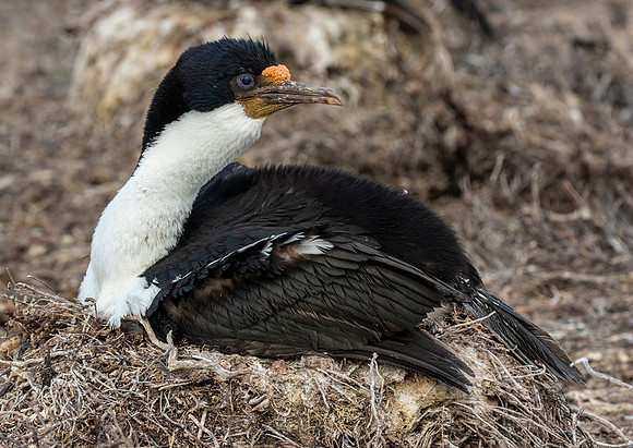 Imperial Shag