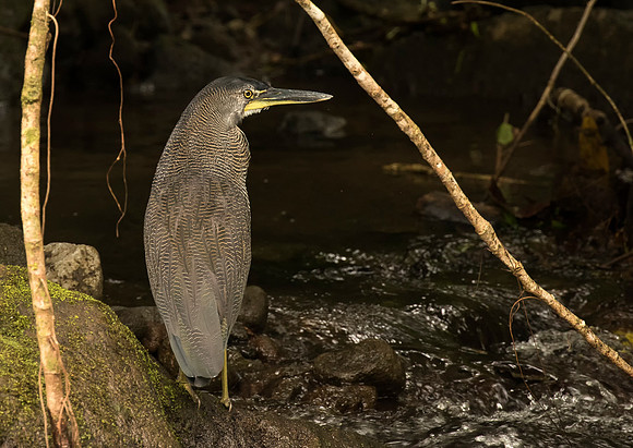 Fasciated Tiger Heron