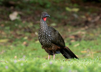 Crested Guan