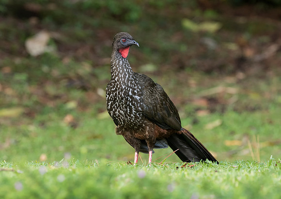 Crested Guan