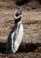 Magellanic Penguin