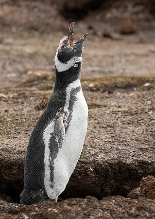 Magellanic Penguin