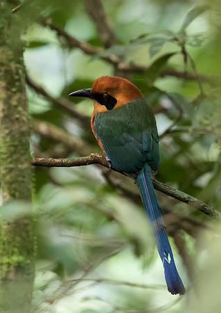 Rufous Motmot