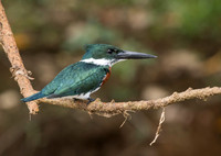 Amazon Kingfisher