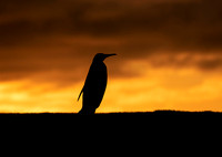 King Penguin at Sunset