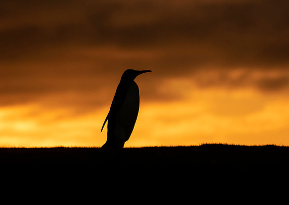 King Penguin at Sunset