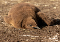 King Penguin Chick