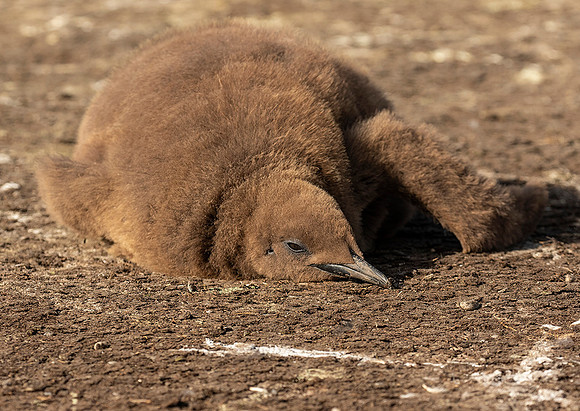 King Penguin Chick