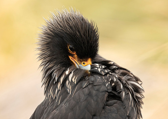Striated Caracara