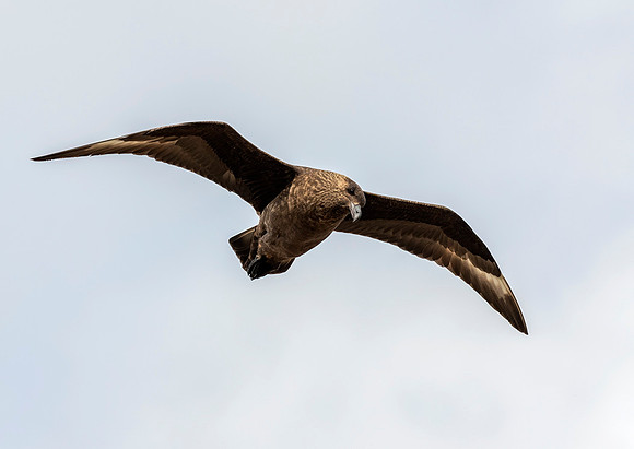 Falkland Skua