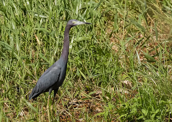 Little Blue Heron
