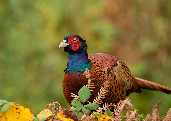 Pheasant