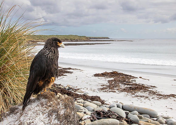 Striated Caracara