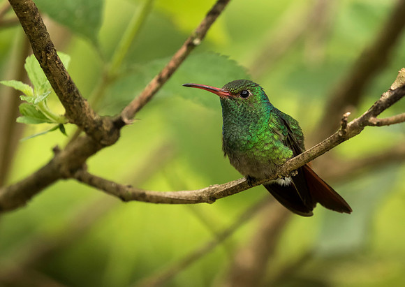 Rufous Tailed Hummingbird