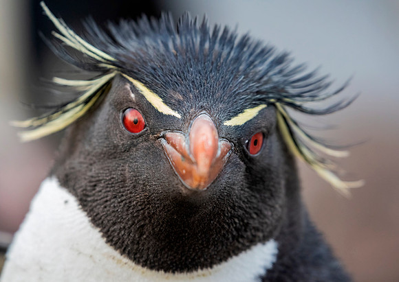 Rockhopper Penguin