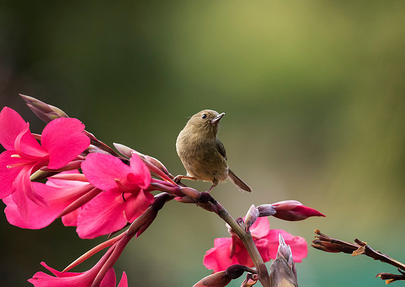 Slaty Flowerpiercer
