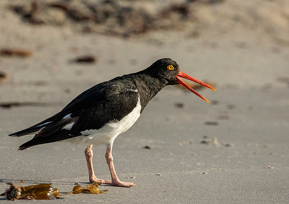 Magellanic Oystercatcher