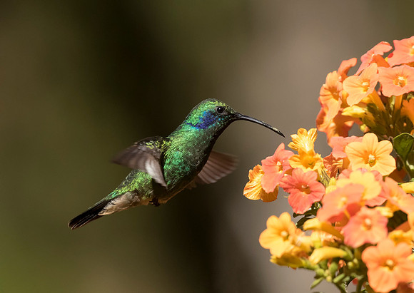 Lesser Violetear