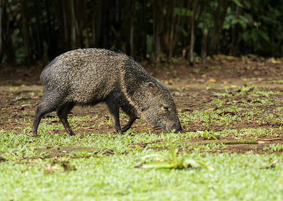 Collared Peccary