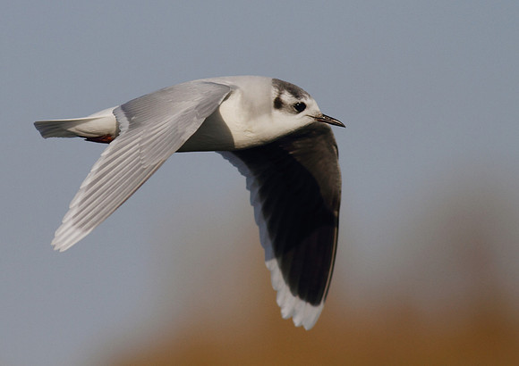 Little Gull in Flight