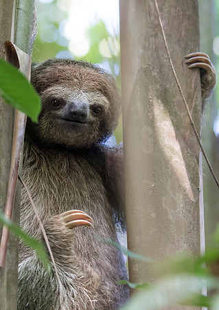 3 Toed Sloth