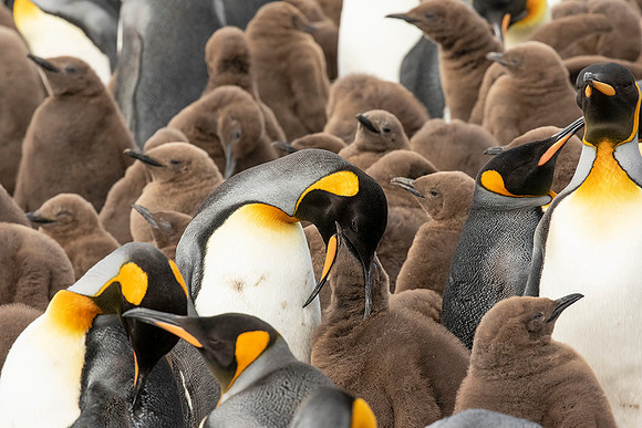King Penguins with Chicks