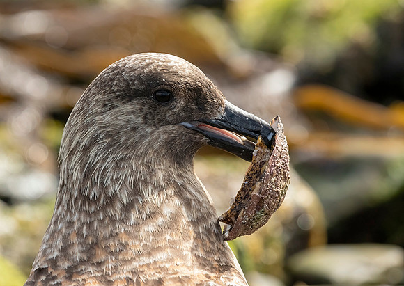 Falkland Skua