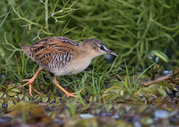 Yellow Breasted Crake