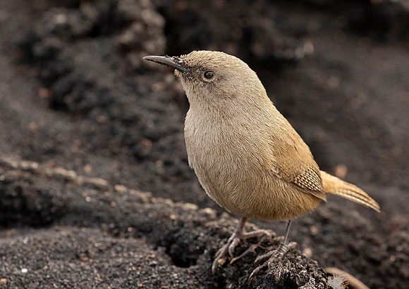 Cobb's Wren