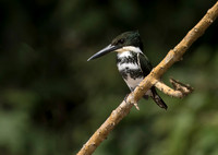Green Kingfisher