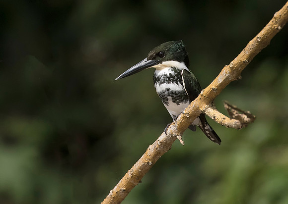 Green Kingfisher