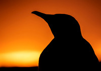 King Penguin at Sunset