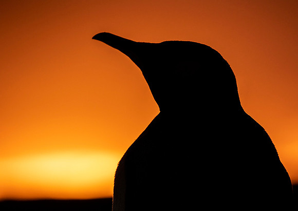 King Penguin at Sunset