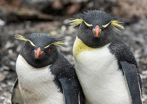 Rockhopper Penguins